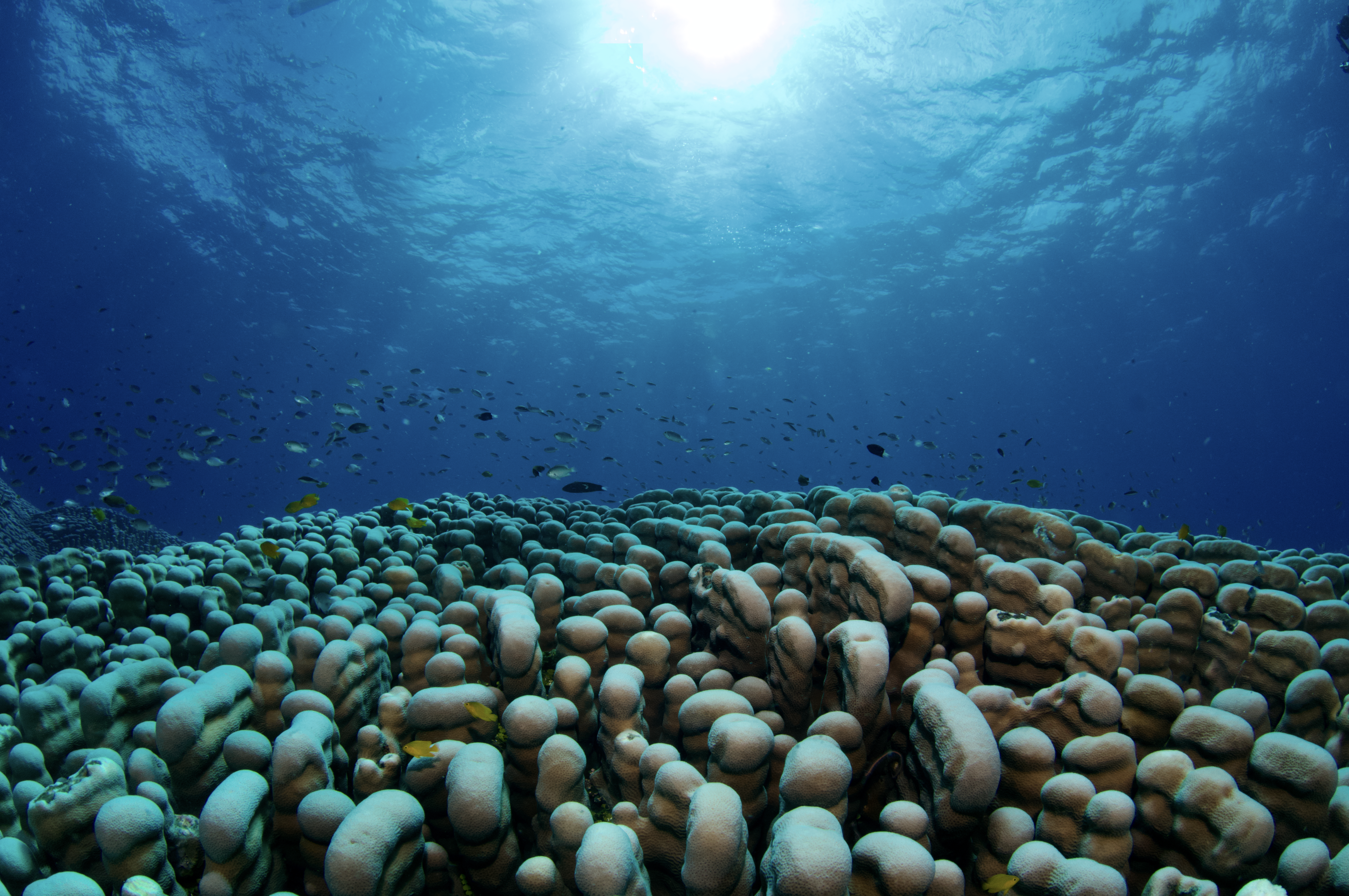 Así hallaron la colonia de coral más grande descubierta en el planeta