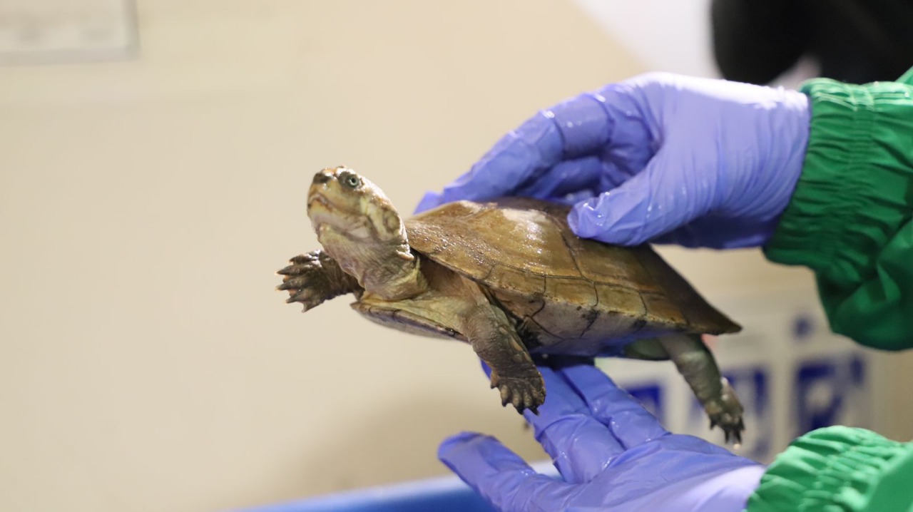 Tres tortugas fueron incautadas en Terminal de Transportes del Salitre, Bogotá