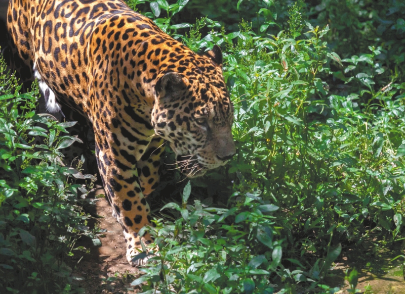 Una guía para conocer las metas globales de nuestra biodiversidad