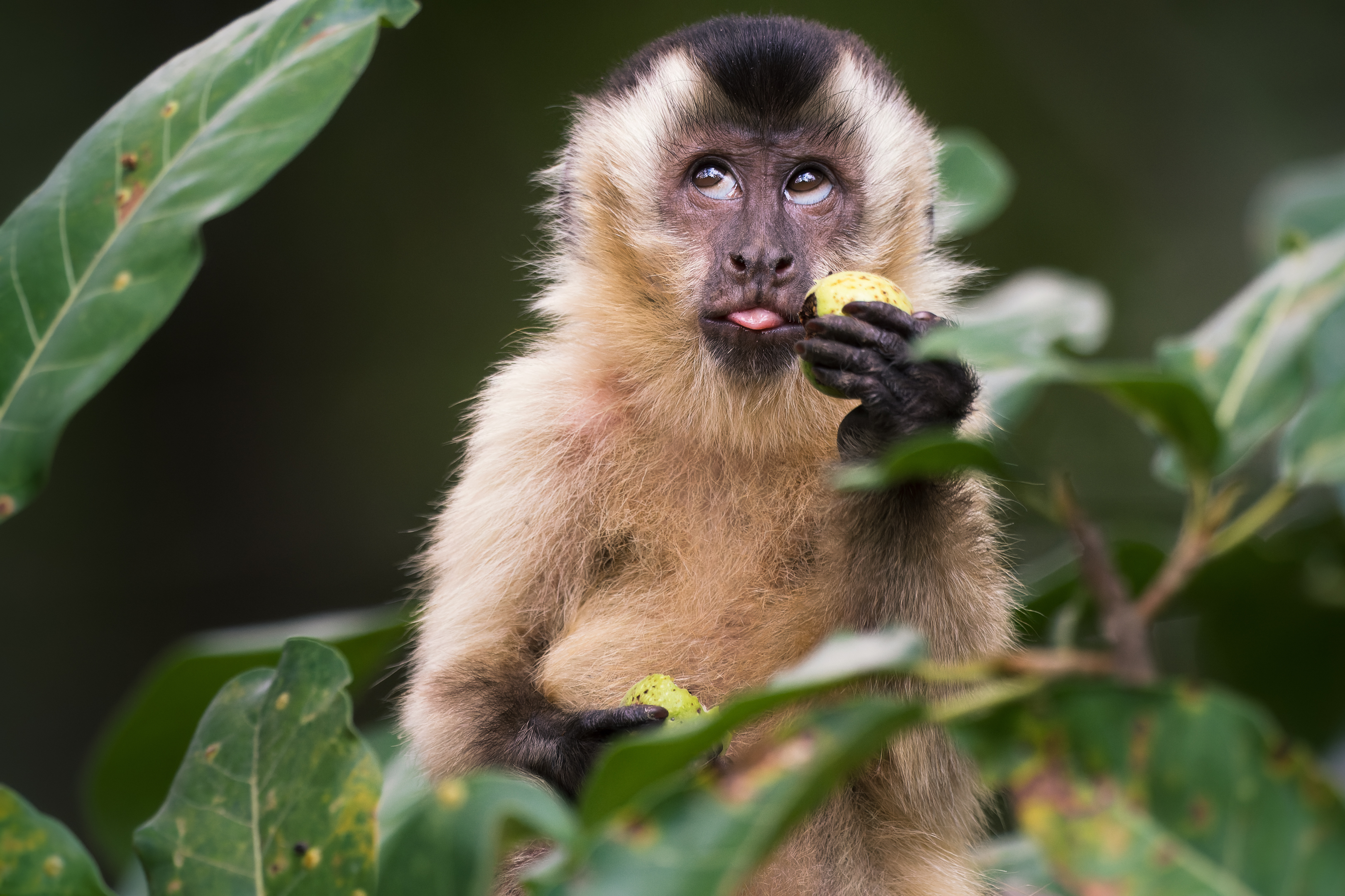 Fotografías de Comedy Wildlife Awards.