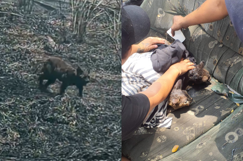 Incendio en Cali pone en riesgo la vida de decenas de gatos