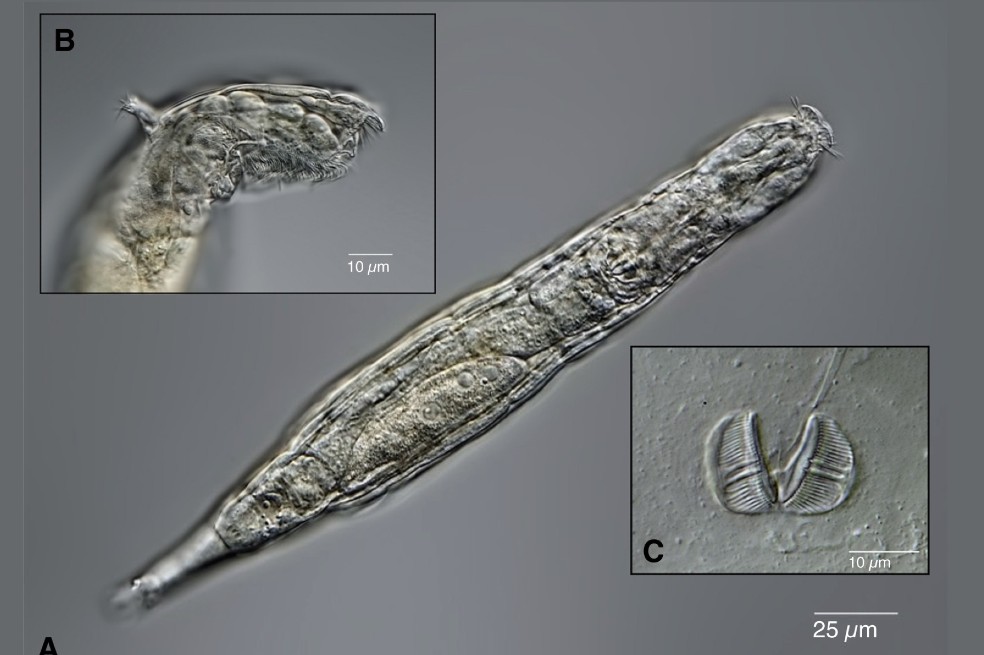 “Escándalo evolutivo”: organismos de 24.000 años que están congelados aún pueden reproducirse