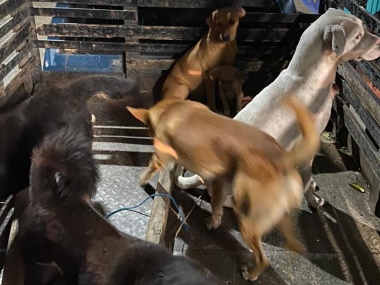 Veterinario habría sacrificado perros de calle para hacer capacitaciones de cirugía
