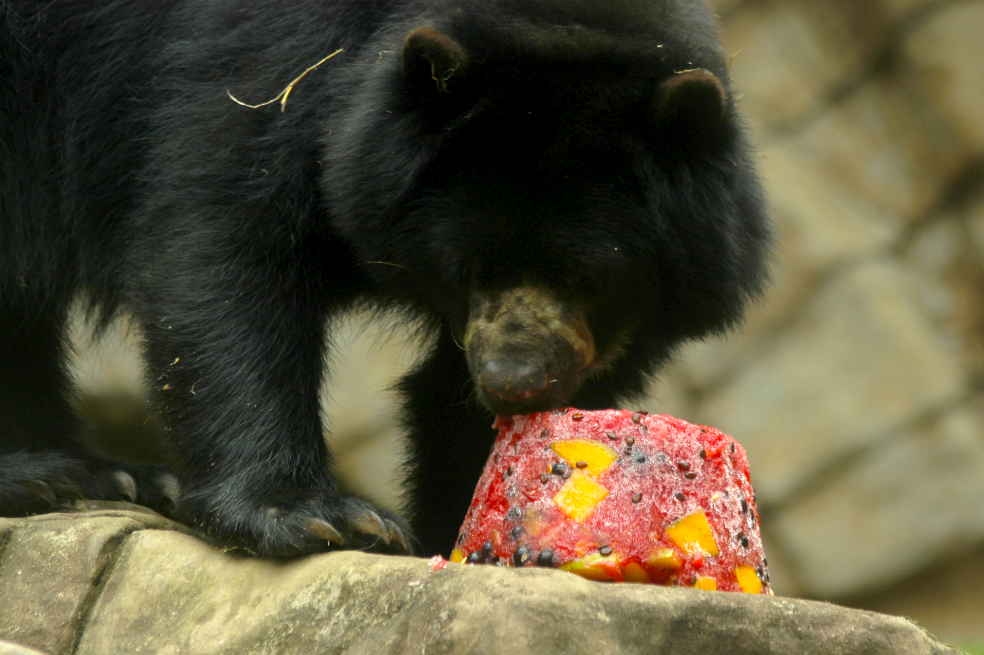 Los felinos, que son carnívoros, reciben helados cargados de proteínas como carnes de fuente avícola, de res o pescado, y acompañados con sangre.