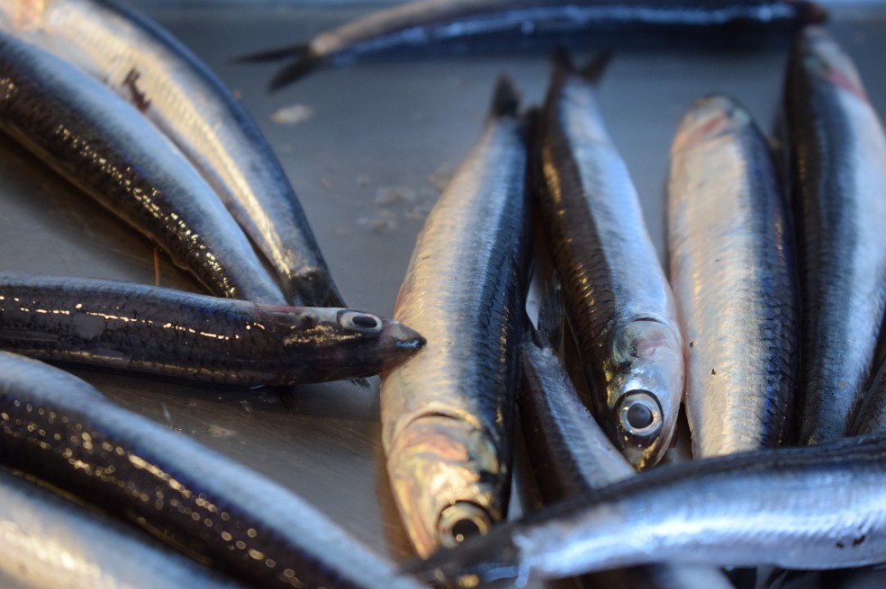 Calentamiento del agua tiene en peligro a las anchoas