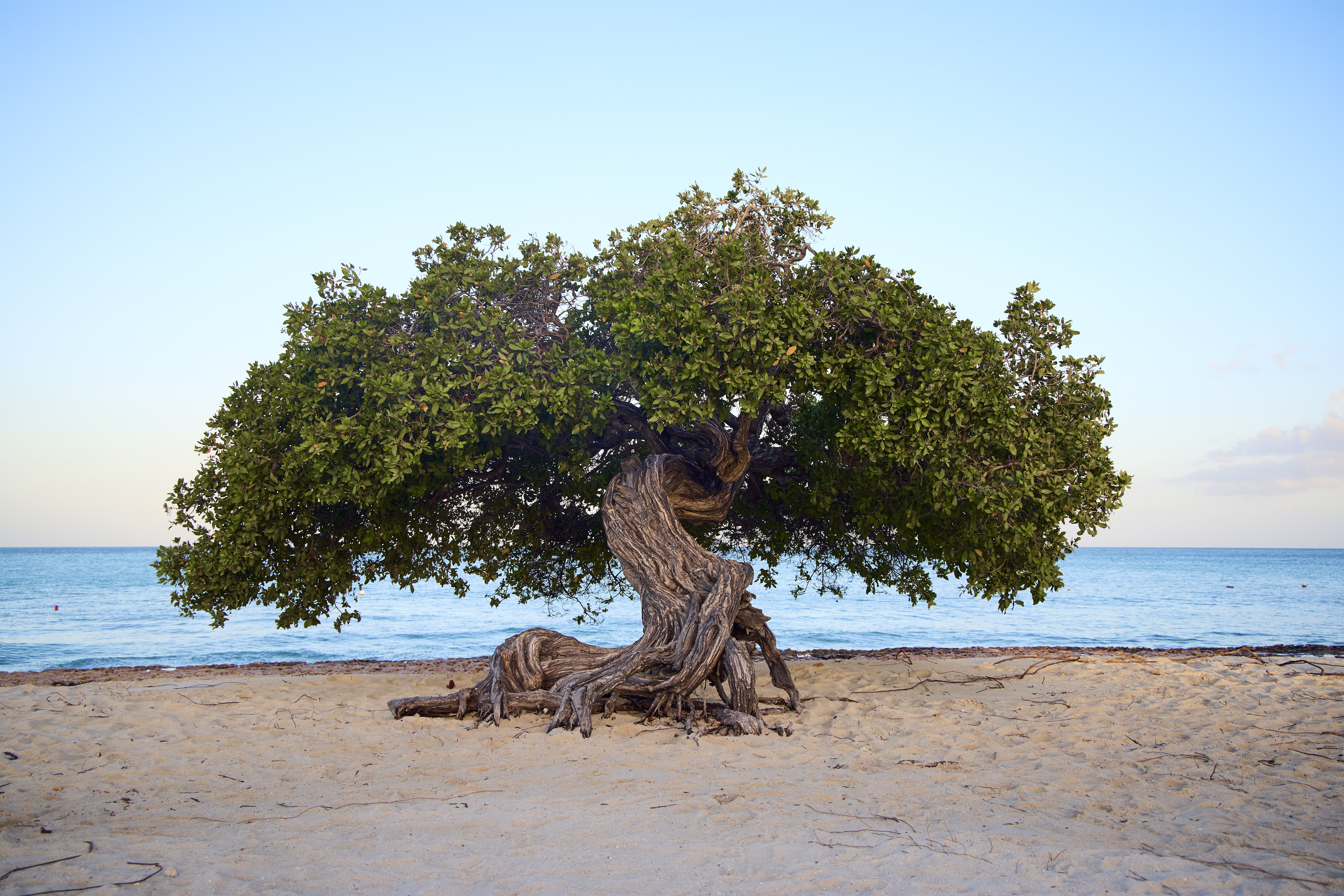 El famoso árbol de divi divi, que es la brújula natural de Aruba.