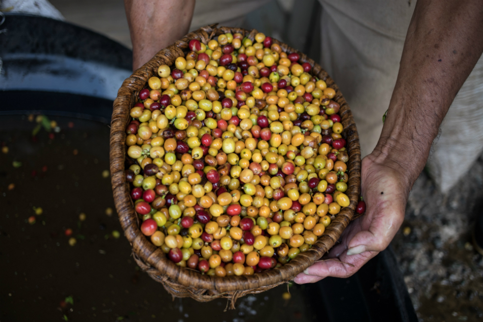 Colombia quiere exportar 300.000 sacos de café a China