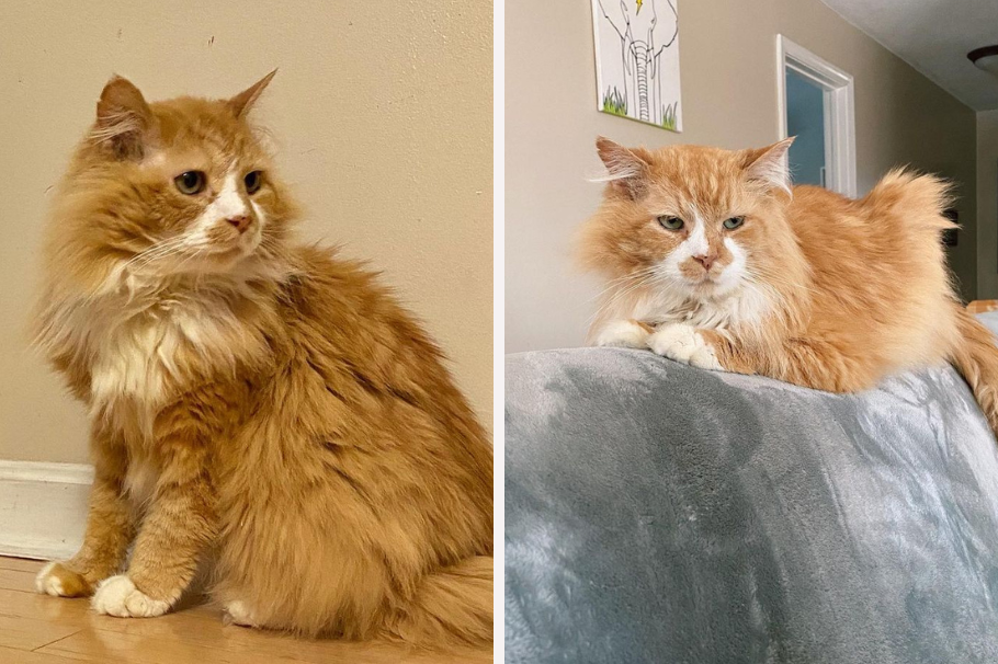 Toby: murió el gato que buscó a su familia y fue rechazado al encontrarla