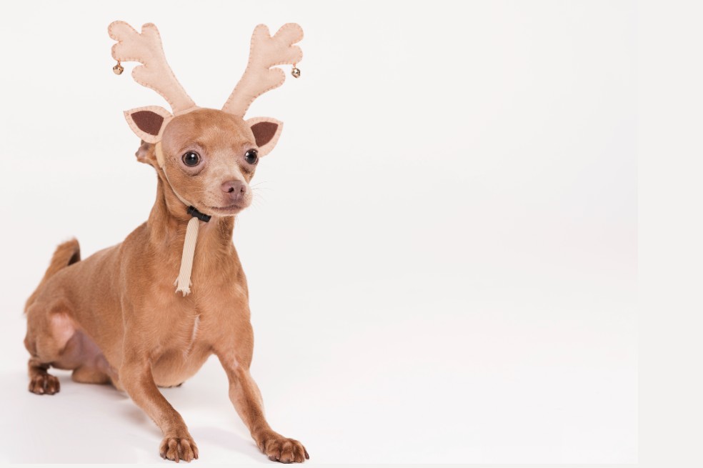 Y siguiendo la linea de navidad... llega el venado. ¿Se imagina a su mascota con esta orejas tan lindas? Será la envidia de todos.