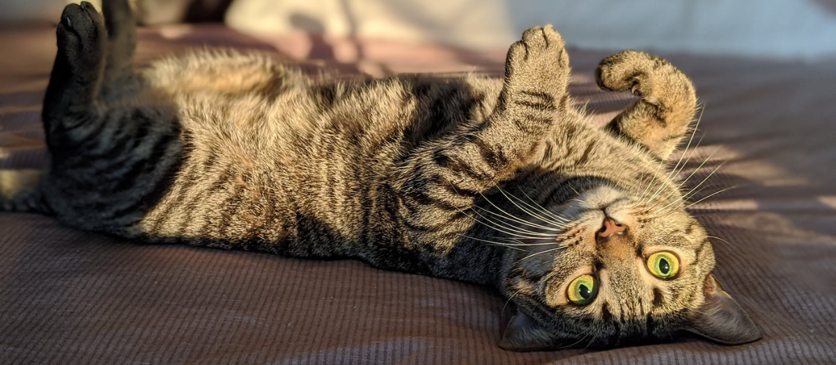 Gato atigrado: 4 razas con esta característica que te encantarán