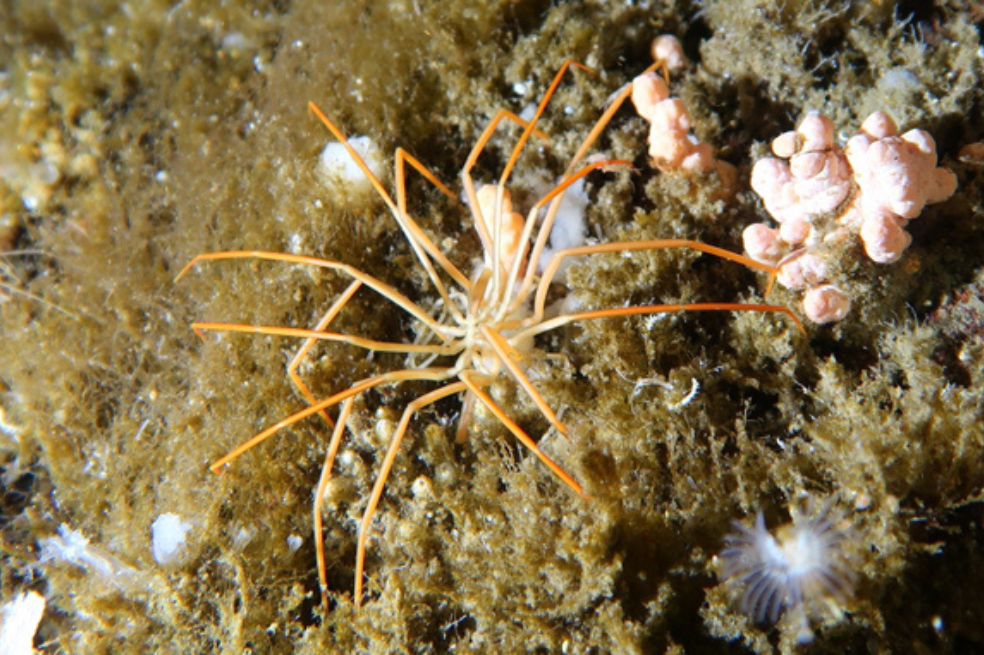 Tras 140 años, resuelven misterio sobre cómo se reproducen estas gigantescas arañas