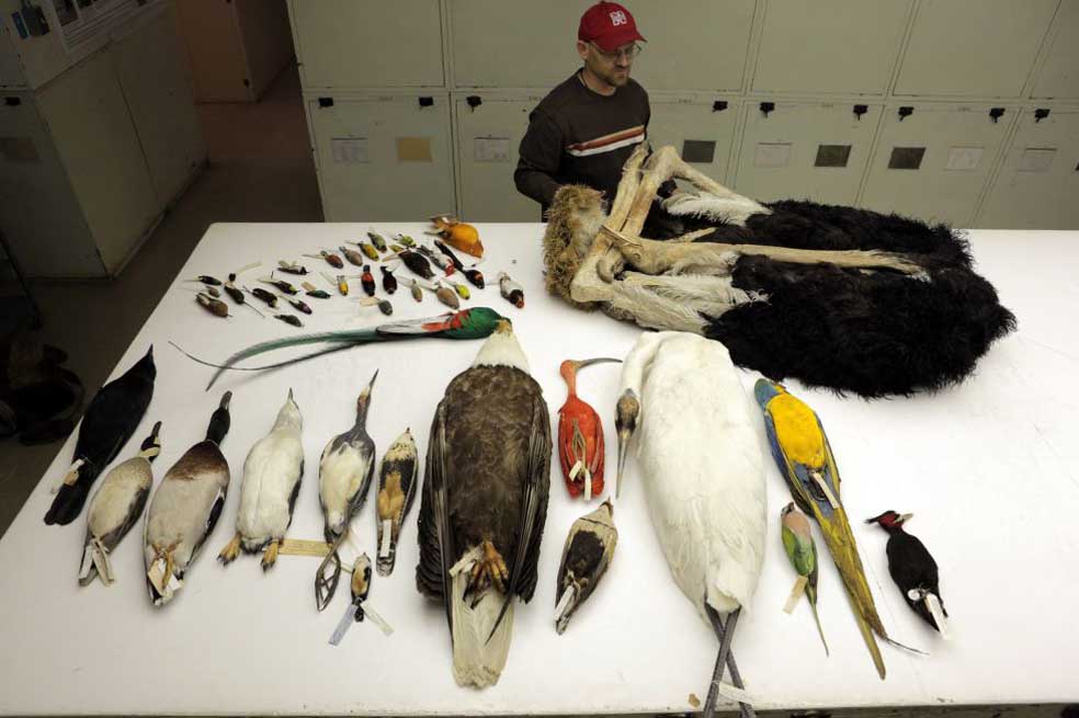 Las aves son los dinosaurios de hoy