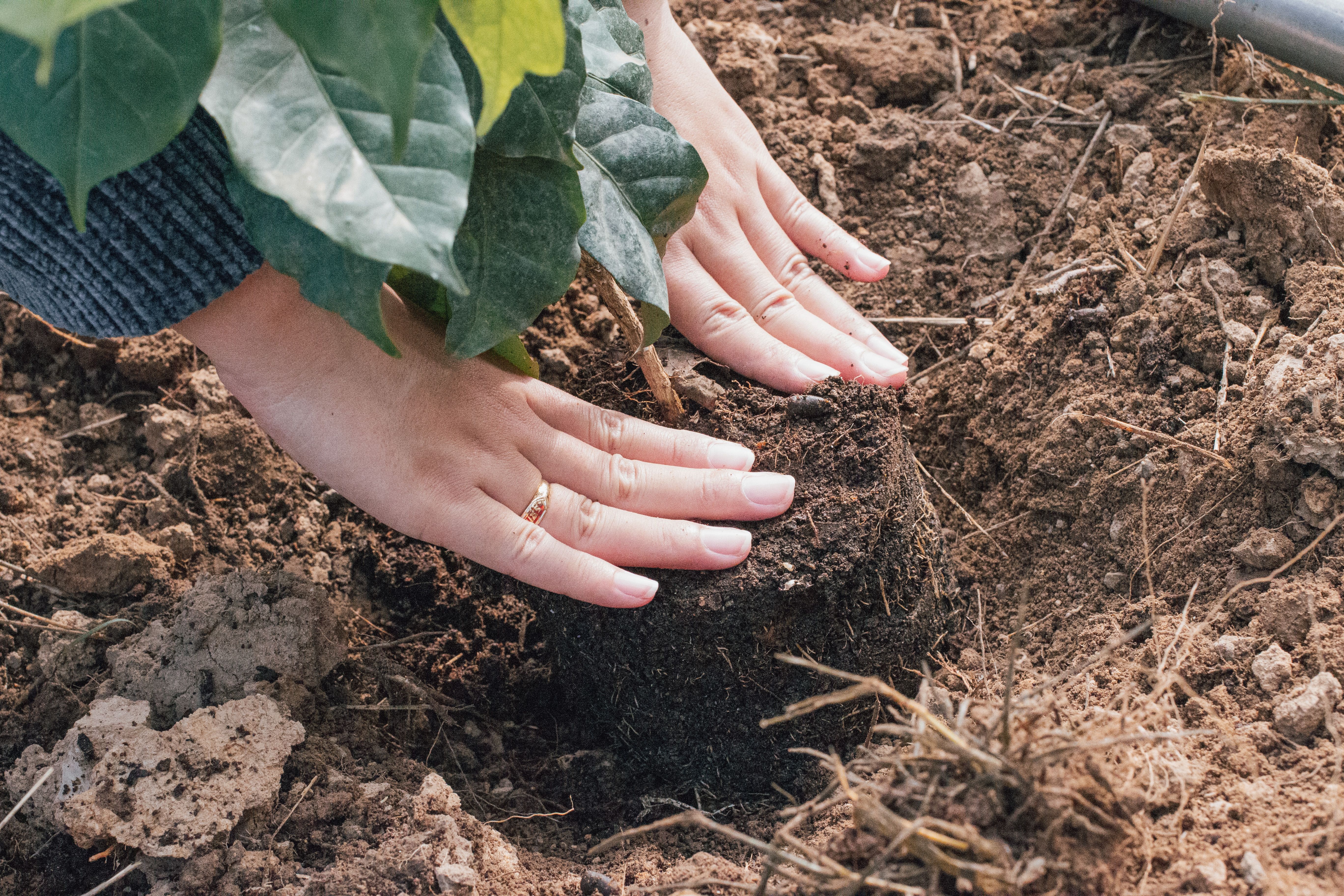 ¿Cada cuánto se debe cambiar el sustrato de las plantas y cómo saber si ya lo necesitan?