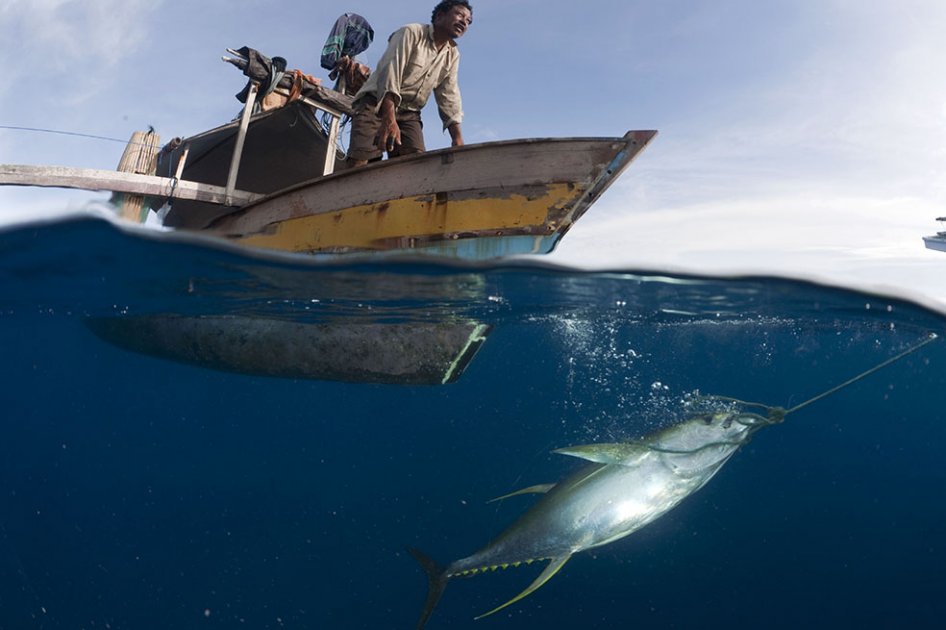 Los océanos se están quedando sin oxígeno