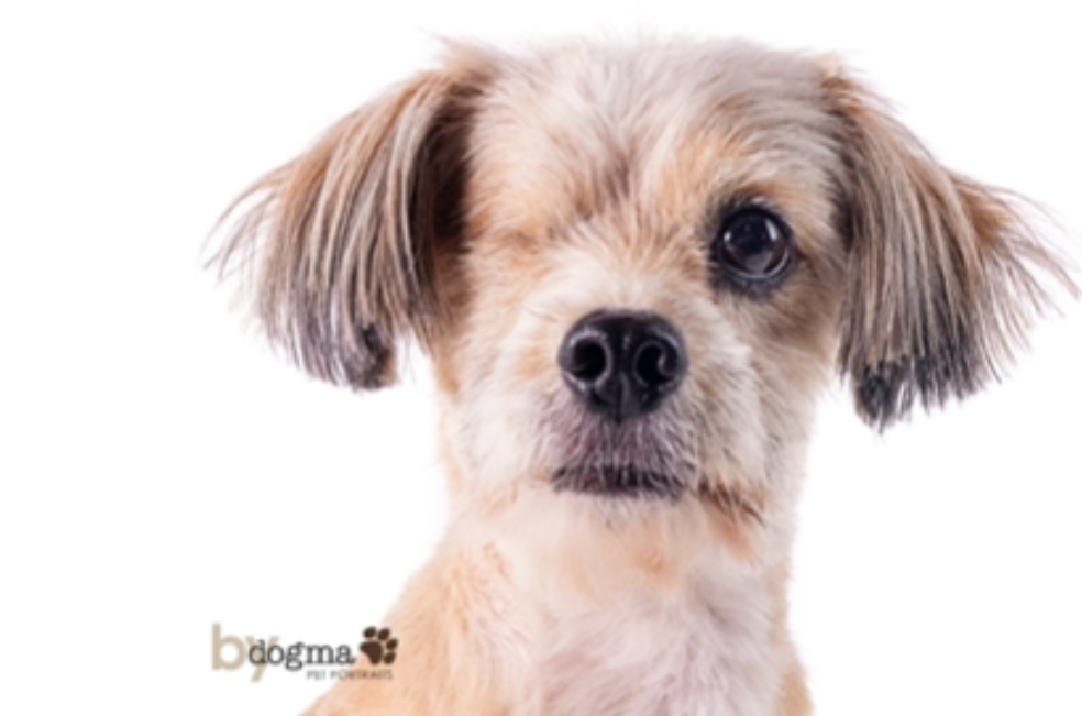 La historia de Winky, un perrito que superó lo imposible y ahora busca una familia