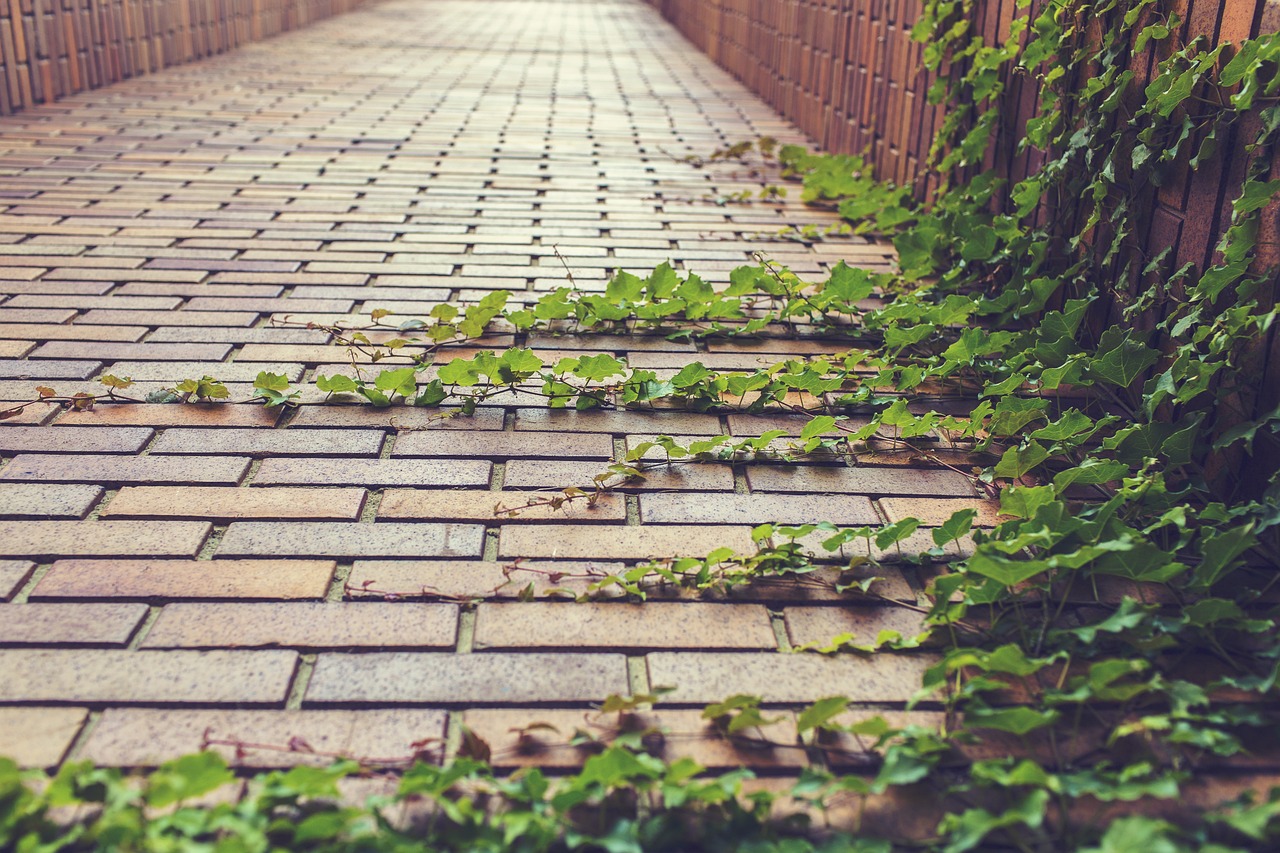 ¿Cuáles plantas no debe tener en la casa?