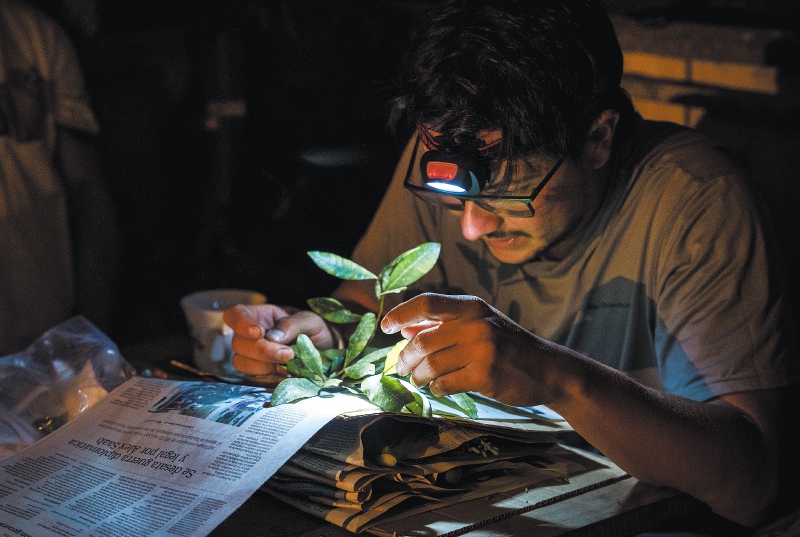 Así son las expediciones para descubrir las plantas y hongos útiles de Colombia