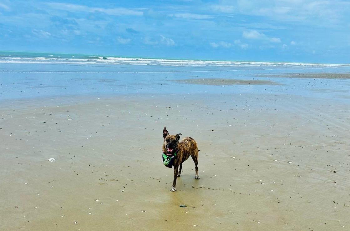Vera, la perrita que promueve la adopción de animales con condiciones especiales