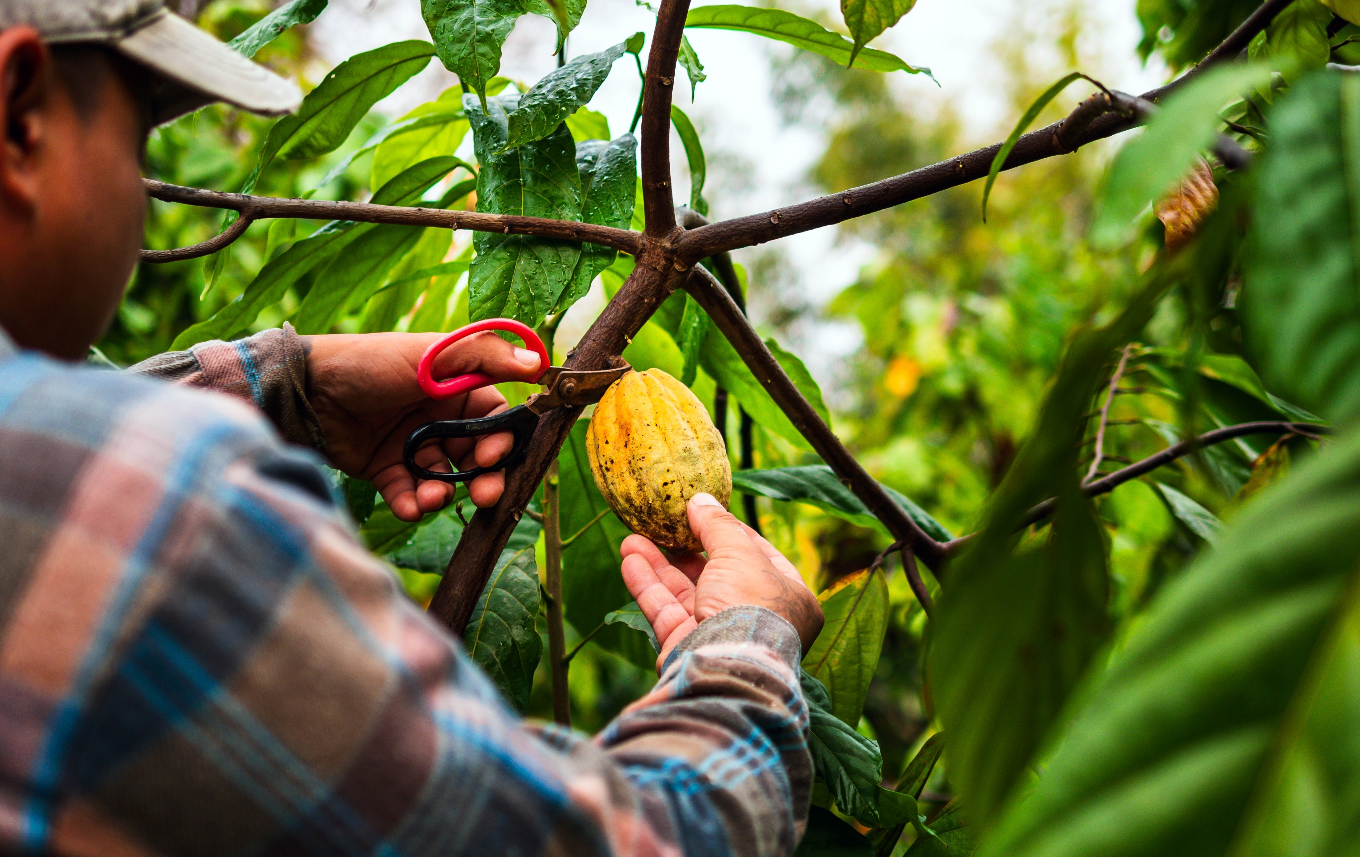 Colombia pide a la UE pasar a bajo riesgo de deforestación en café, cacao y palma