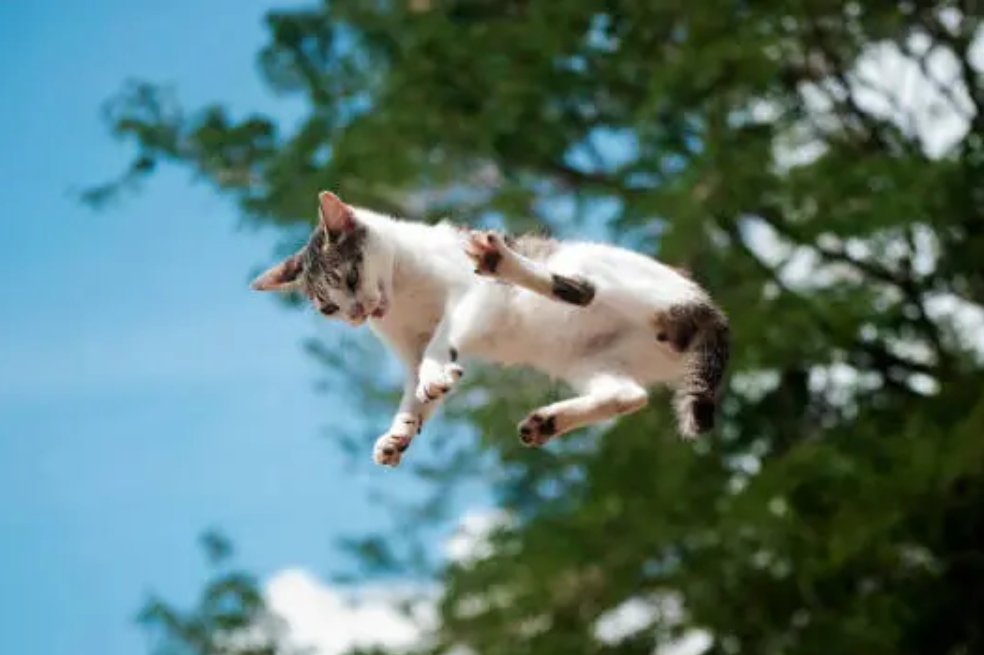 ¿Por qué los gatos siempre caen de pie cuando saltan? Esto dice la ciencia