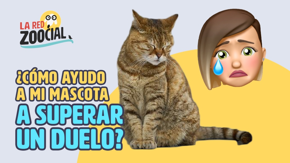 El duelo de las mascotas