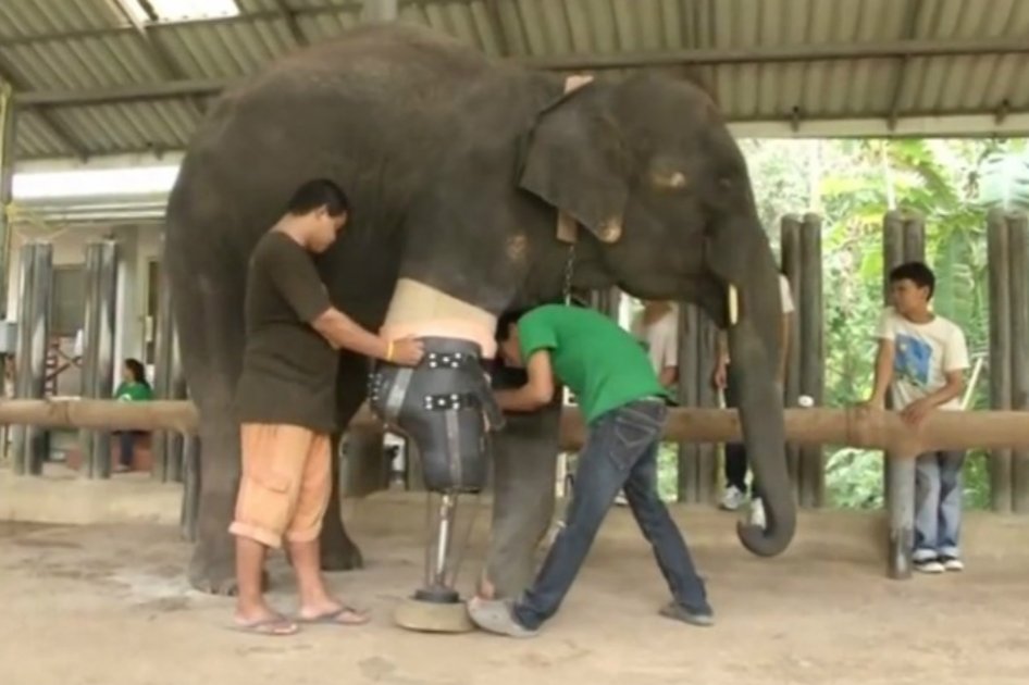 Elefante recuperó la movilidad que una mina antipersonal le había quitado