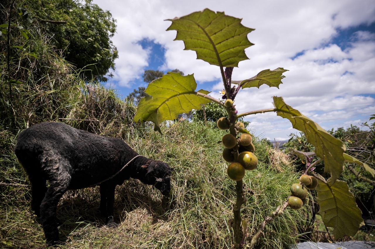 (En fotos) Cobá, el hogar de las abejas: la gran huerta urbana y de apicultura en Suba
