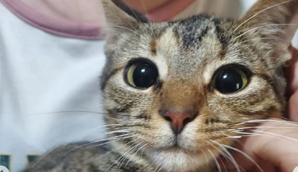 El adiós que conmovió a todos: niño entrega a su gata y pide que la cuiden