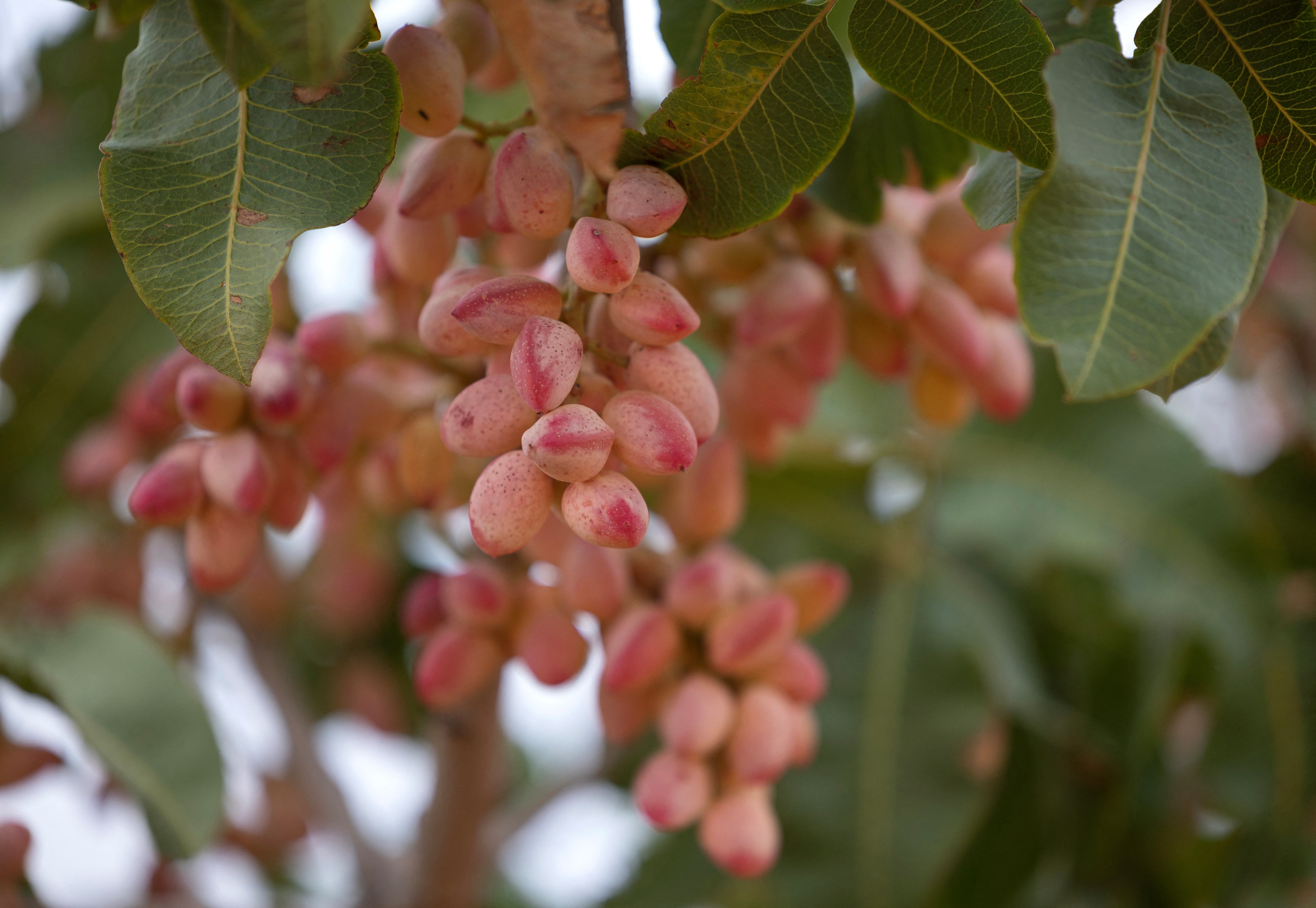 A picture taken on September 25, 2024 shows pistachios on a tree in a farm in the outskirts of Manzanares, in the central region of Castilla-La Mancha.