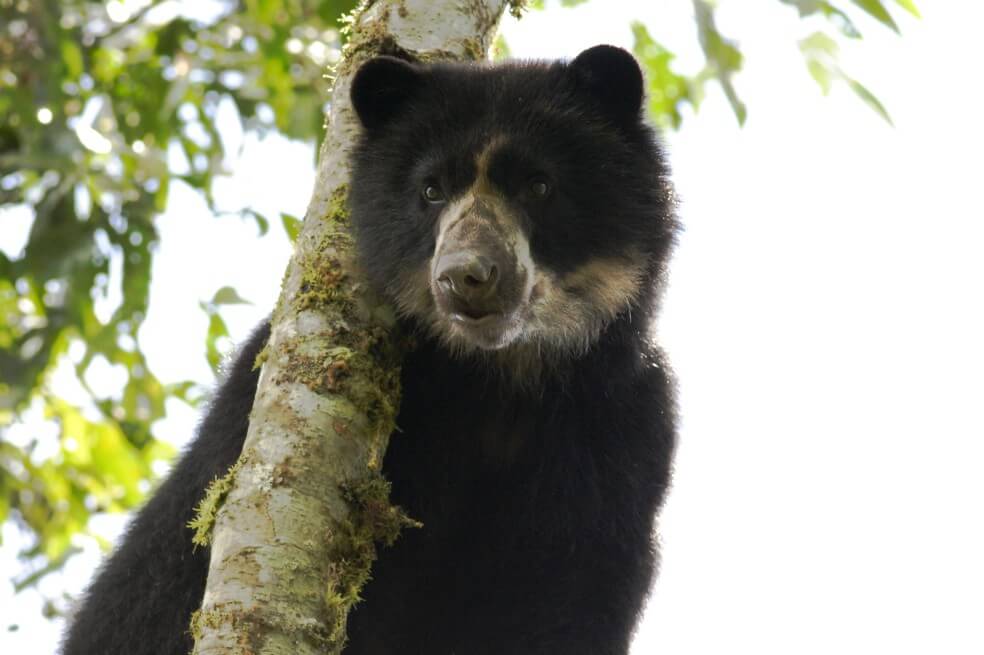 Se alista convocatoria para la beca de investigación “Colombia Biodiversa 2019”