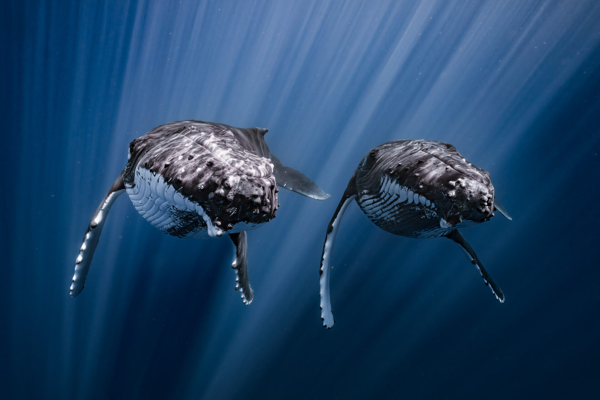 Una pareja de ballenas jorobadas sincronizadas. “Salir al campo me ha enseñado lecciones que ningún libro de texto podría enseñarme”, afirma Takahashi. “También me ha permitido comprender mejor la profunda biofilia que siente el pueblo tahitiano de la isla de Moorea. Estas dos ballenas jorobadas siempre se ven juntas, y tuve la suerte de capturar este raro momento de sincronía. Para mí, esta foto refleja el fuerte vínculo que existe entre ellas, al tiempo que revela su personalidad juguetona y curiosa”.