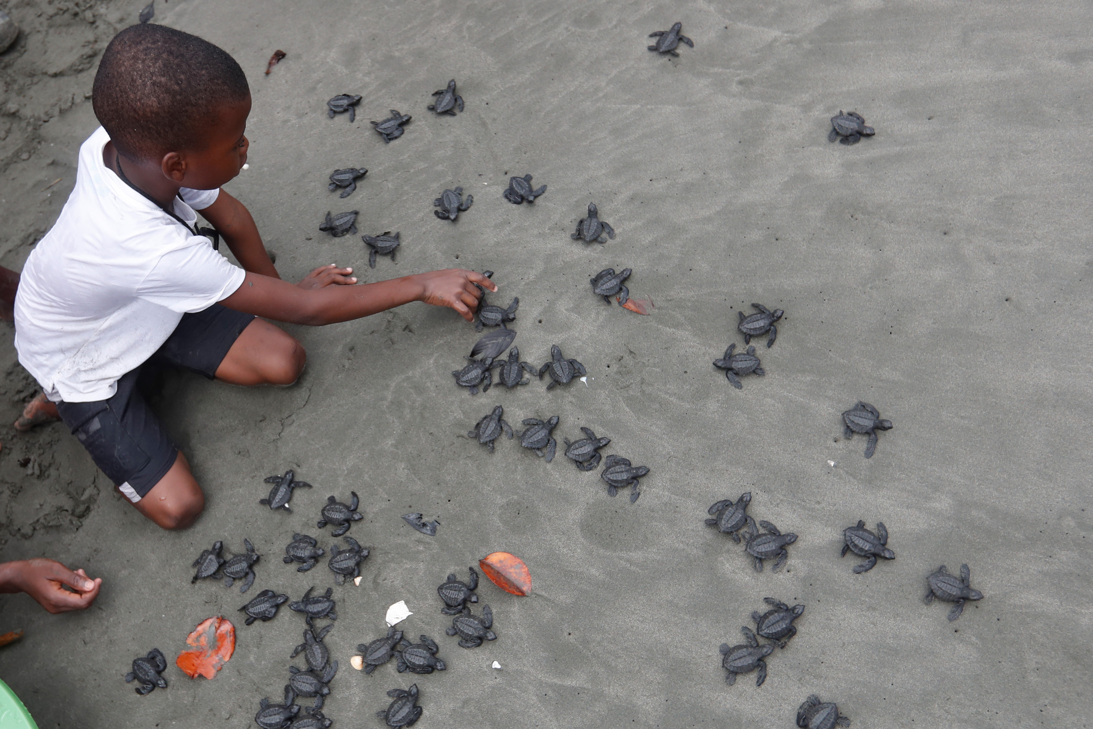 AME3345. BUENAVENTURA (COLOMBIA), 28/09/2024.- Un niño libera tortugas marinas bebés este viernes en Buenaventura (Colombia). La Corporación Autónoma Regional del Valle del Cauca (CVC) lideró junto a comunidades de la desembocadura del río Cajambre, una jornada de liberación de tortugas marinas de la especie golfina negra. EFE/ Ernesto Guzmán