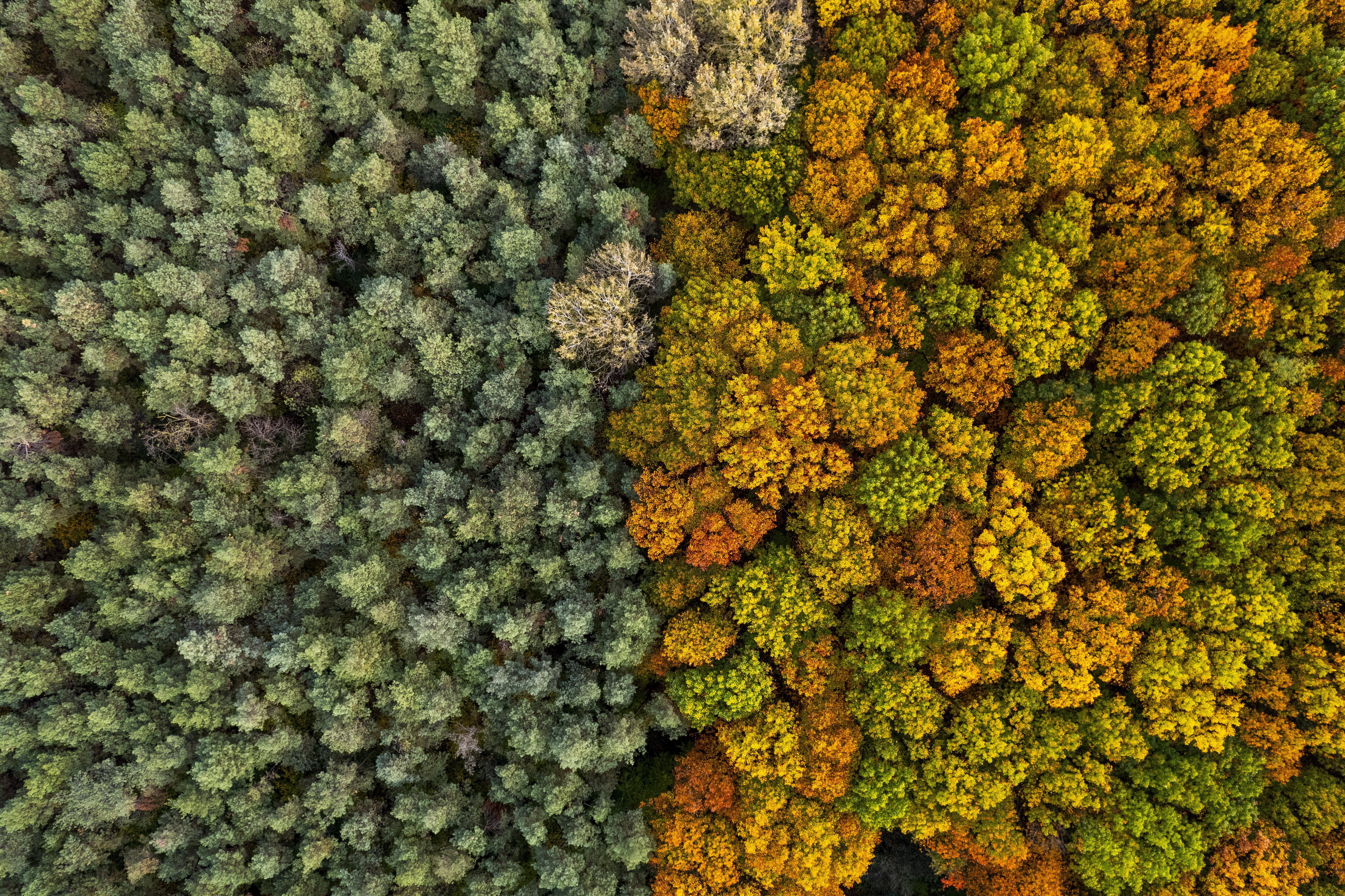 Los bosques diversos son 70 % más eficaces para retener carbono