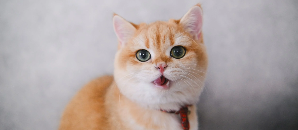 (VIDEO) Ventajas y beneficios de tener un gato en casa