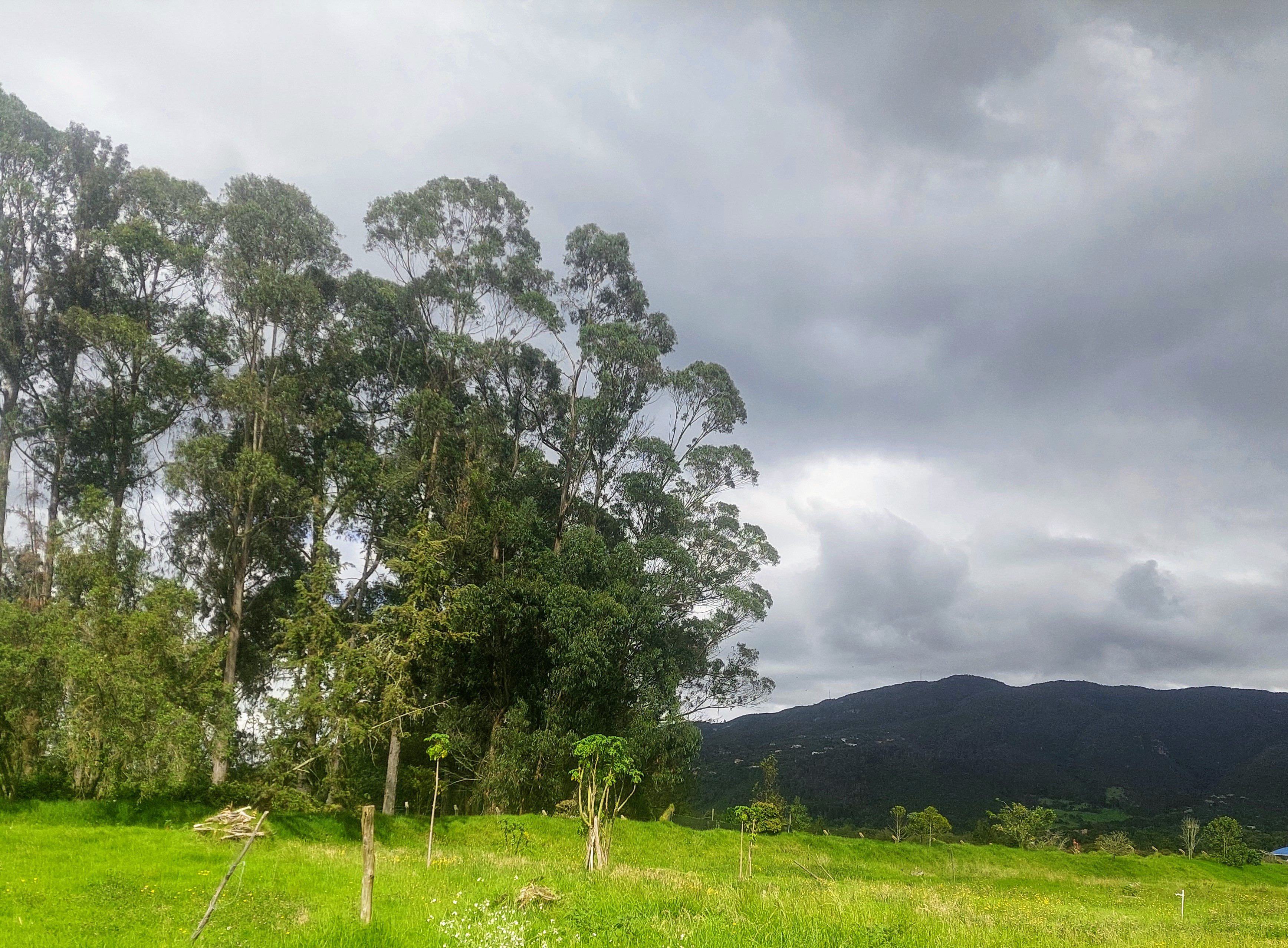 Este acuerdo de conservación busca proteger la Reserva Forestal Productora del Norte de Bogotá Thomas Van Der Hammen.