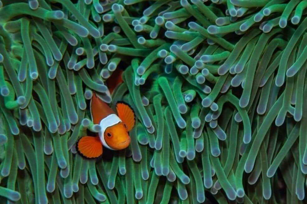 Pez de anémona, protagonista de Buscando a Nemo.  / Simon Thorrold / Europa Press