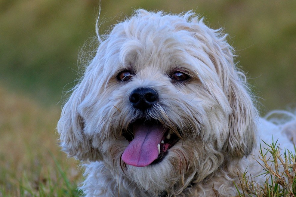 Razas de perros pequeños