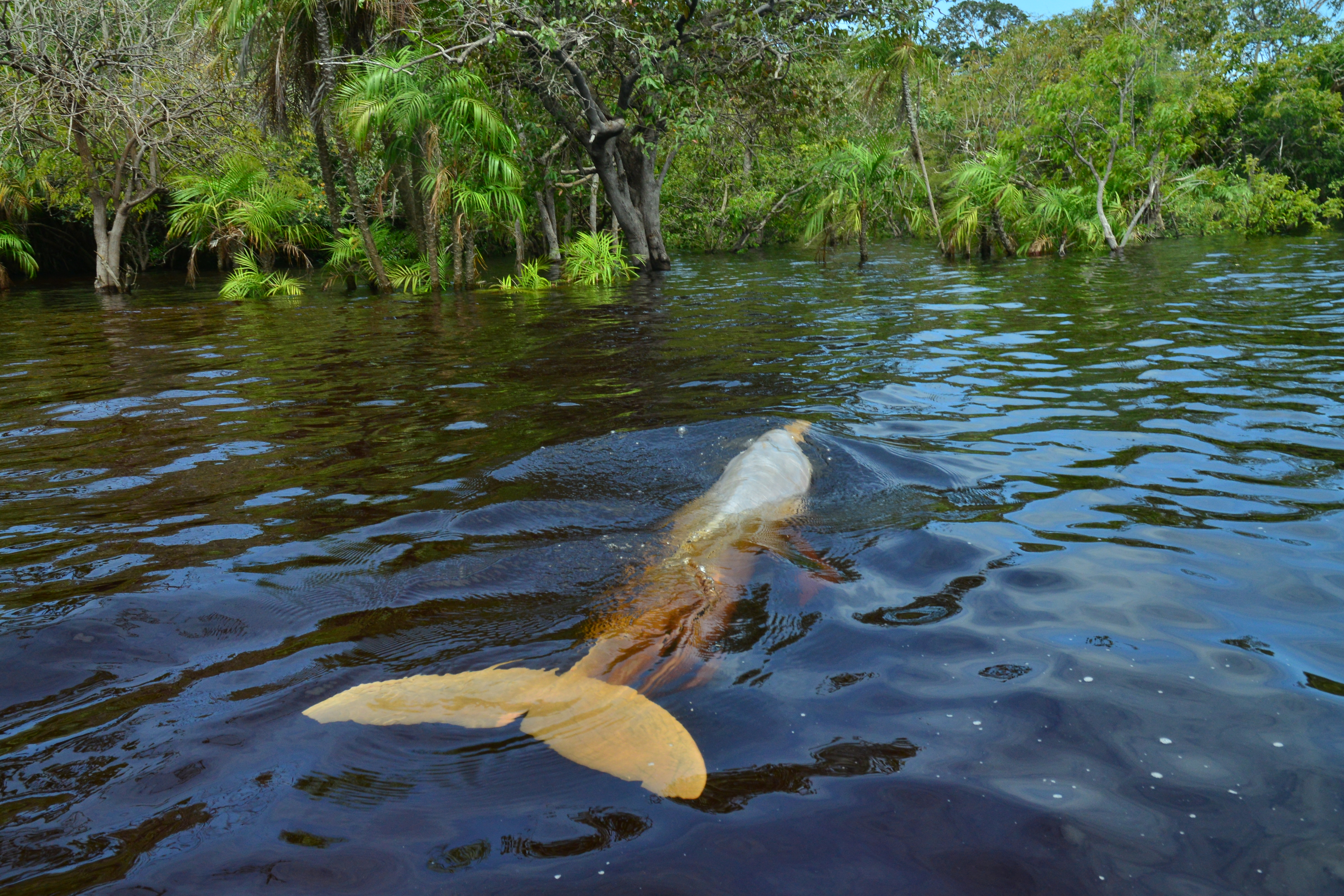¡Aprobada! La propuesta de Colombia para proteger delfines de río tuvo luz verde