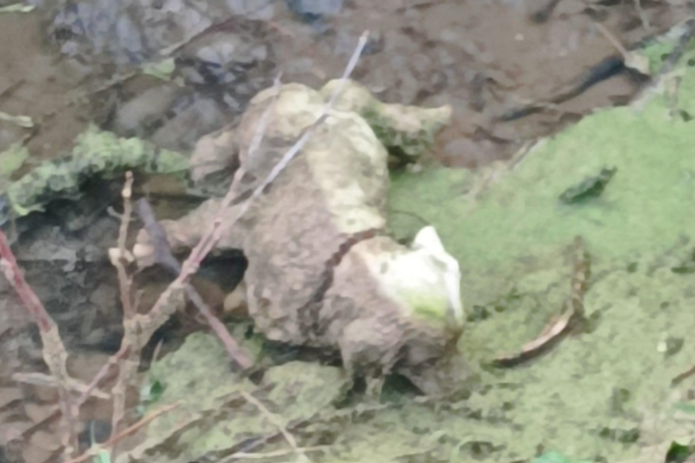 Rescatistas descubrieron que un supuesto perro en peligro en realidad era una estatua
