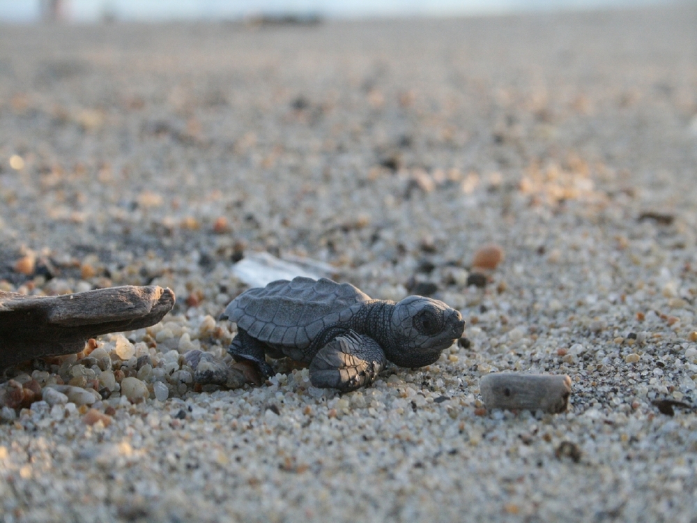 Tortugas