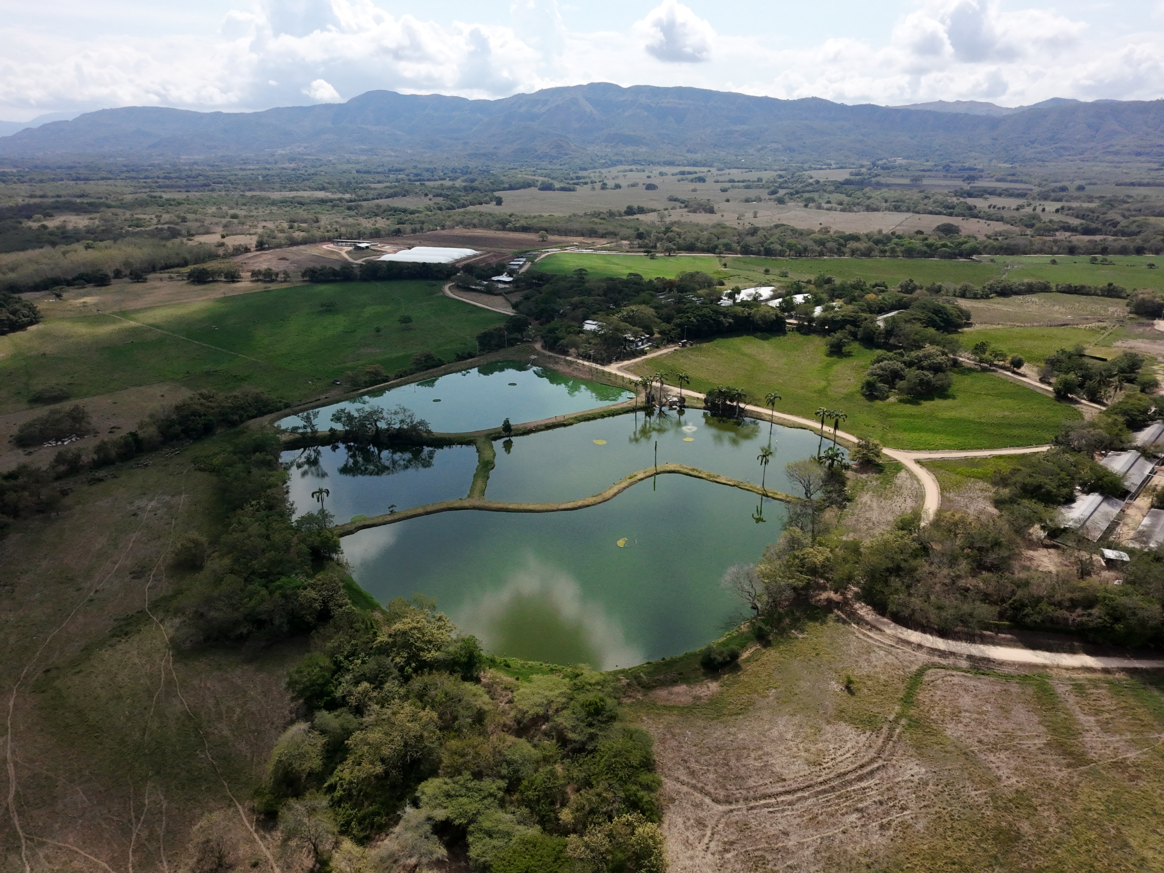 Los proyectos de reforestación son de las principales oportunidades en estos mercados.