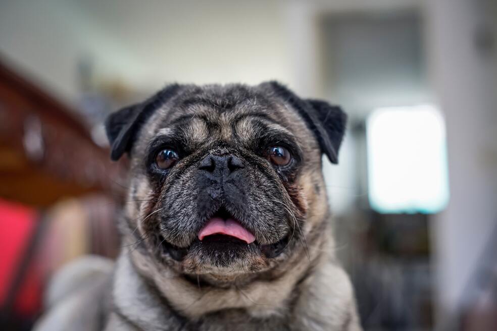 ¿Por qué mi perro ronca? Causas y tratamientos
