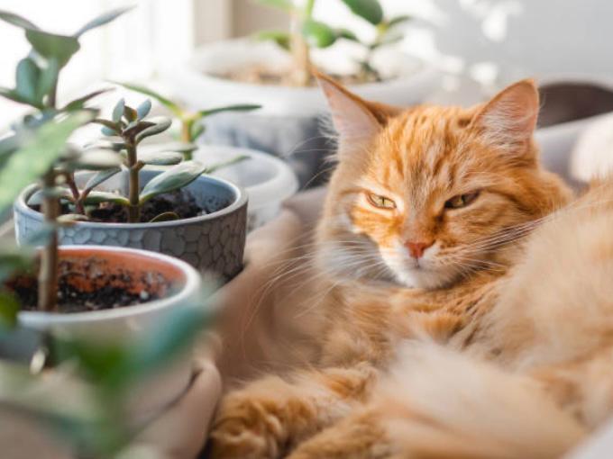 Compañeros verdes: la convivencia entre plantas y mascotas, más que decoración