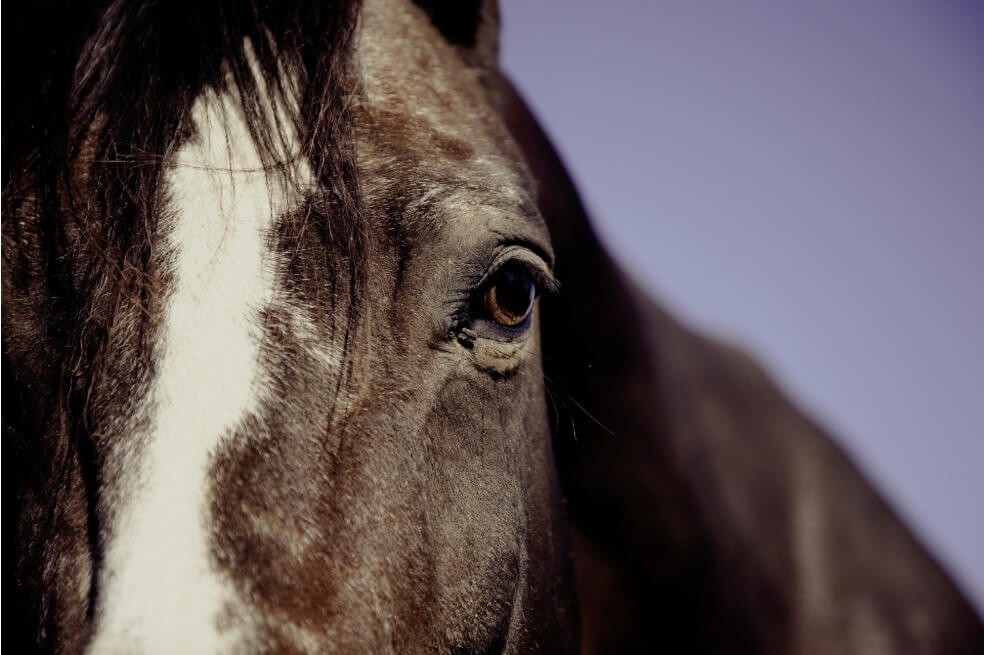 Rescatan a caballo que era maltratado en Soledad, Atlántico