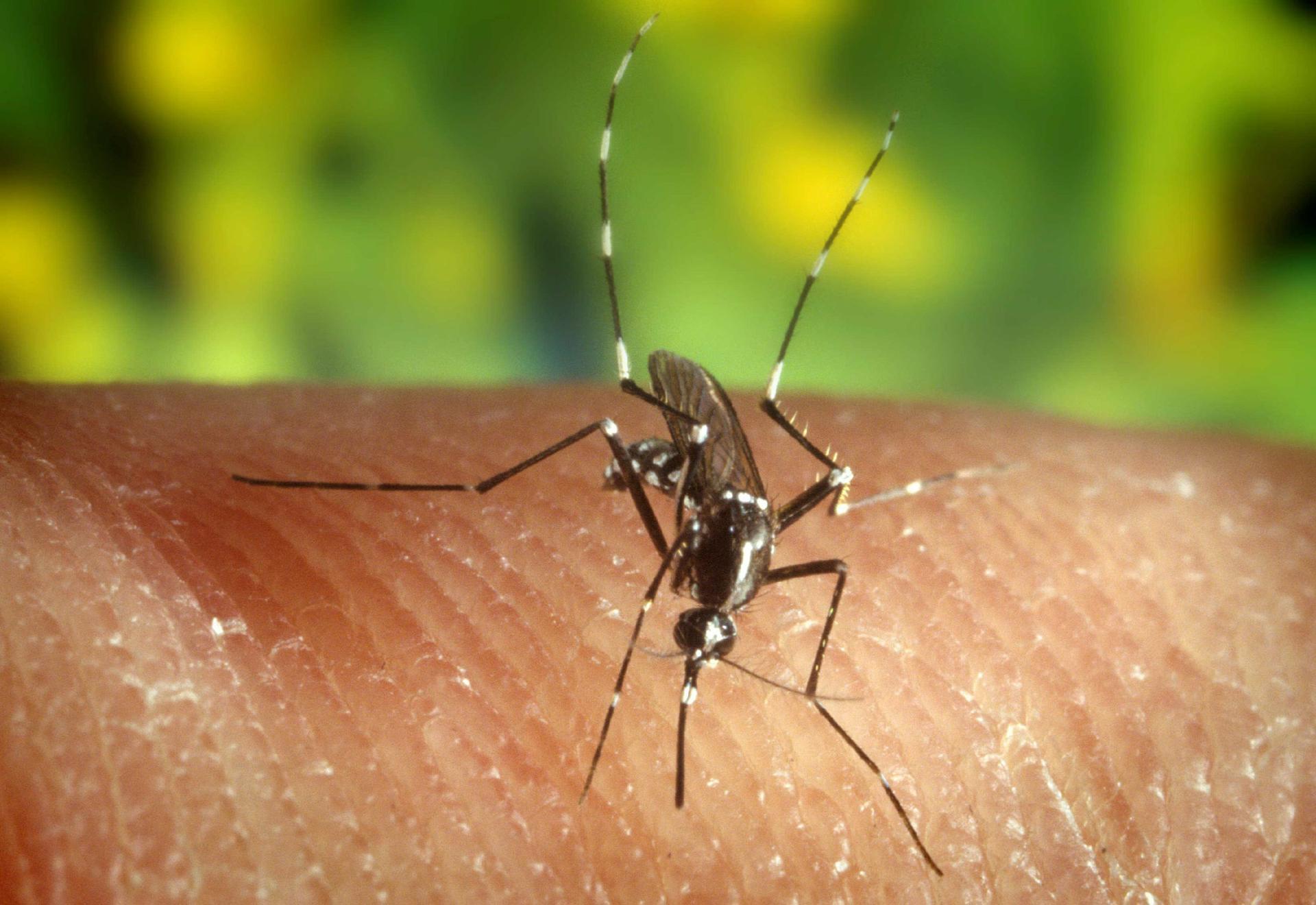 La pérdida de biodiversidad podría influir en que los mosquitos piquen más a los humanos