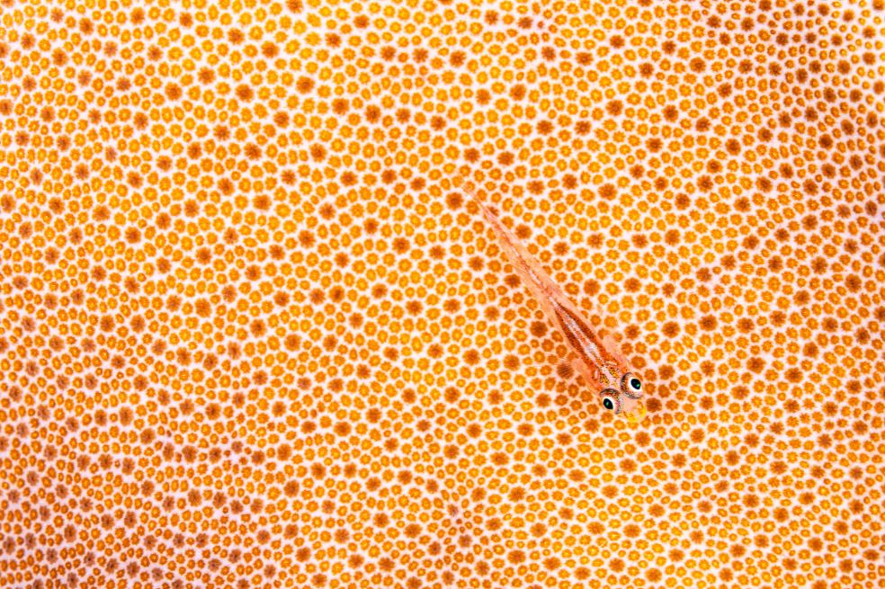 Categoría Arte de la naturaleza: Simon Biddie ganó con la imagen de un grupo de pequeños peces de arrecife, que también se conocen como peces criptobentónicos (criptobentónicos, ya que se esconden en grietas o utilizan el camuflaje).