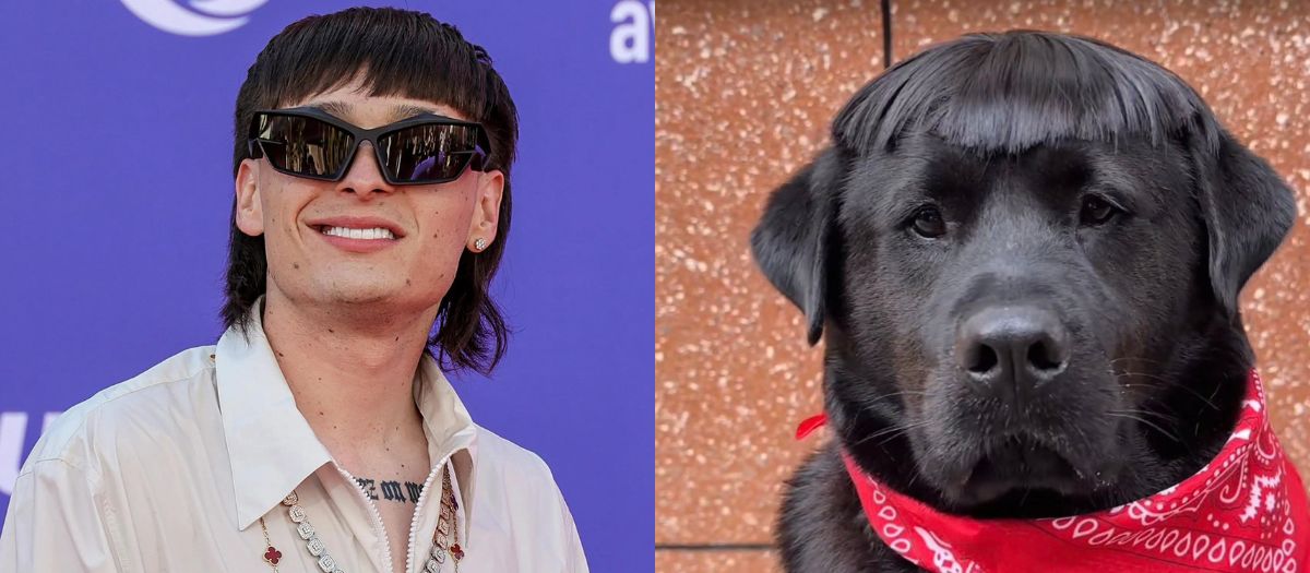 Conoce a ‘Perro pluma’, en canino que se parece al cantante Peso Pluma