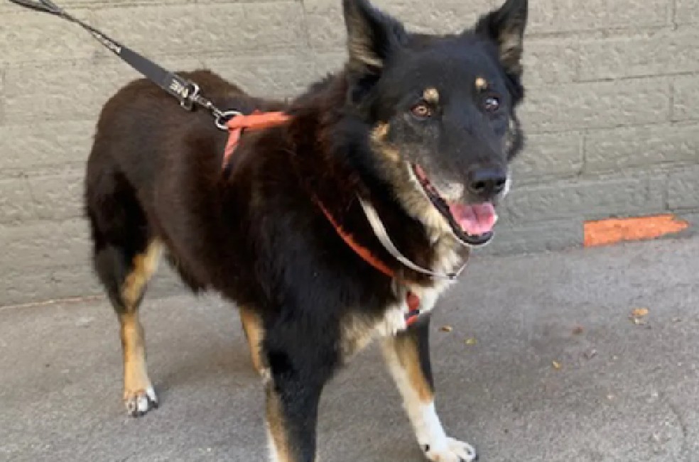 Foto del pasado ayuda a Ginger, perrita de 12 años, a conseguir un nuevo hogar