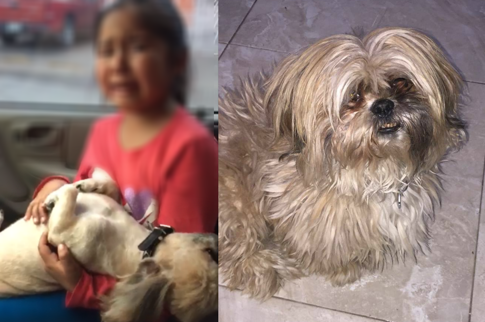 Nala, perrita de Emiliano Sala, sigue esperándolo en la puerta de su casa