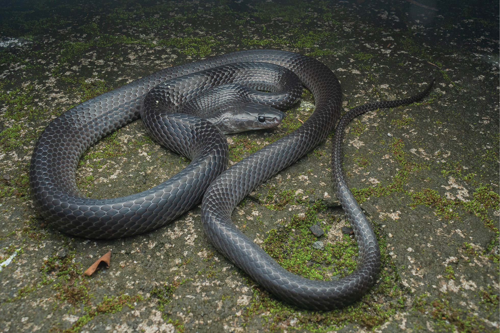 Descubren nueva especie de serpiente y la nombran en honor a Steve Irwin